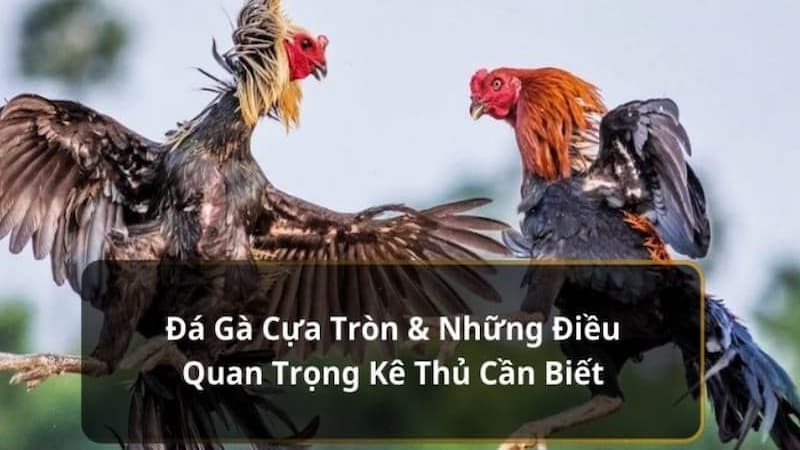 Chọi gà cựa dao trở thành hình thức săn đón hàng đầu nhà cái Win777